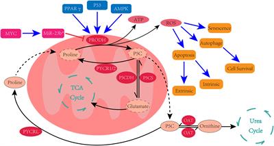 Can proline dehydrogenase—a key enzyme involved in proline metabolism—be a novel target for cancer therapy?